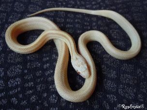 HATCHLING