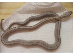 HATCHLING
