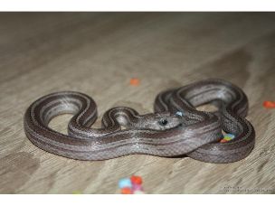 HATCHLING
