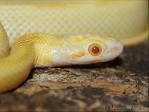 EYE