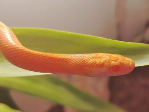 EYE