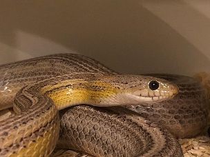 EYE