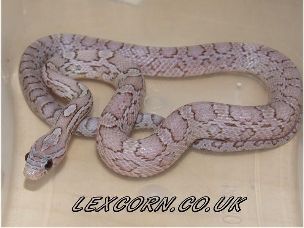 HATCHLING