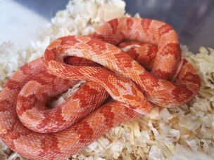 HATCHLING