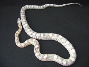 ADULT
