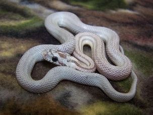 HATCHLING