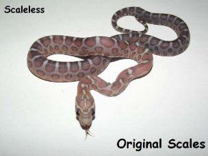 HATCHLING