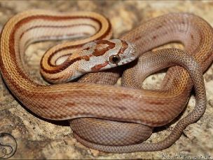 HATCHLING