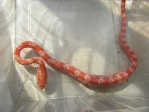 HATCHLING