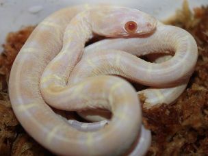 HATCHLING