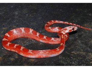 HATCHLING