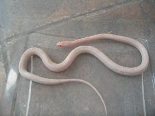 ADULT