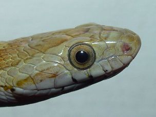 EYE