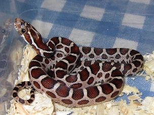 HATCHLING