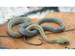 HATCHLING