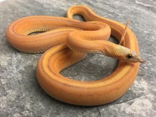ADULT