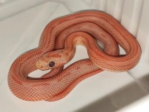 HATCHLING