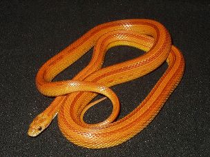 ADULT