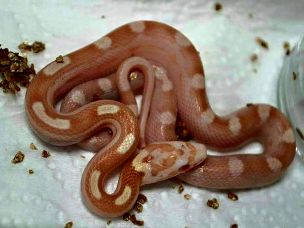 HATCHLING
