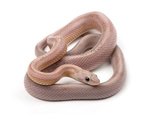 ADULT