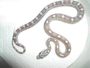 HATCHLING