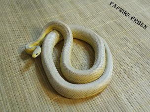 ADULT
