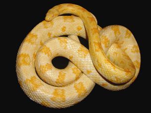 ADULT