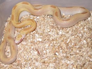 HATCHLING