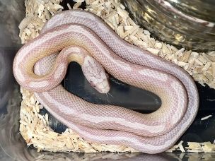 HATCHLING