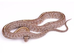 HATCHLING