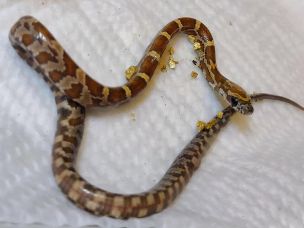 HATCHLING