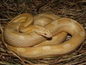 ADULT