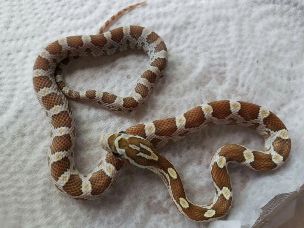 HATCHLING