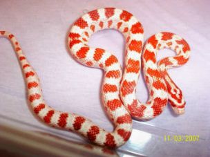 HATCHLING