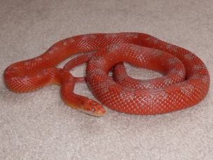 ADULT