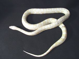 ADULT