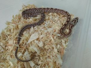HATCHLING