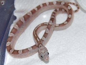 HATCHLING