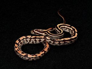 HATCHLING