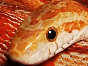 EYE