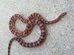 ADULT