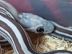 EYE