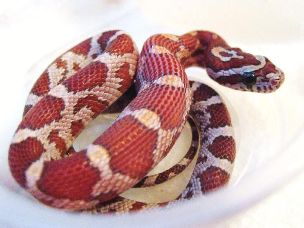 HATCHLING