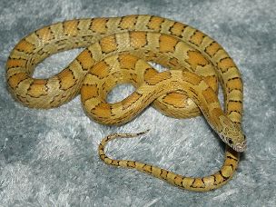 ADULT