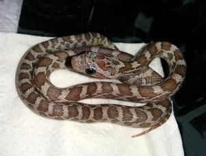 HATCHLING