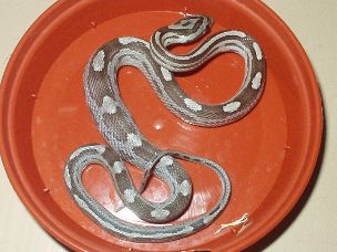 HATCHLING