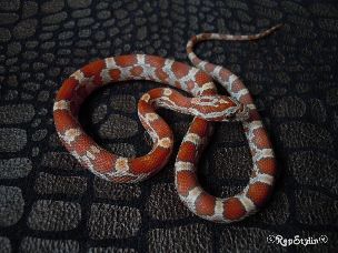 HATCHLING