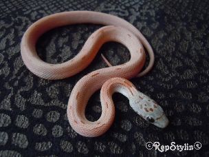 HATCHLING