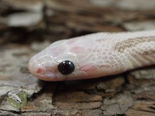 EYE