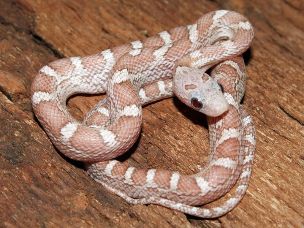 HATCHLING